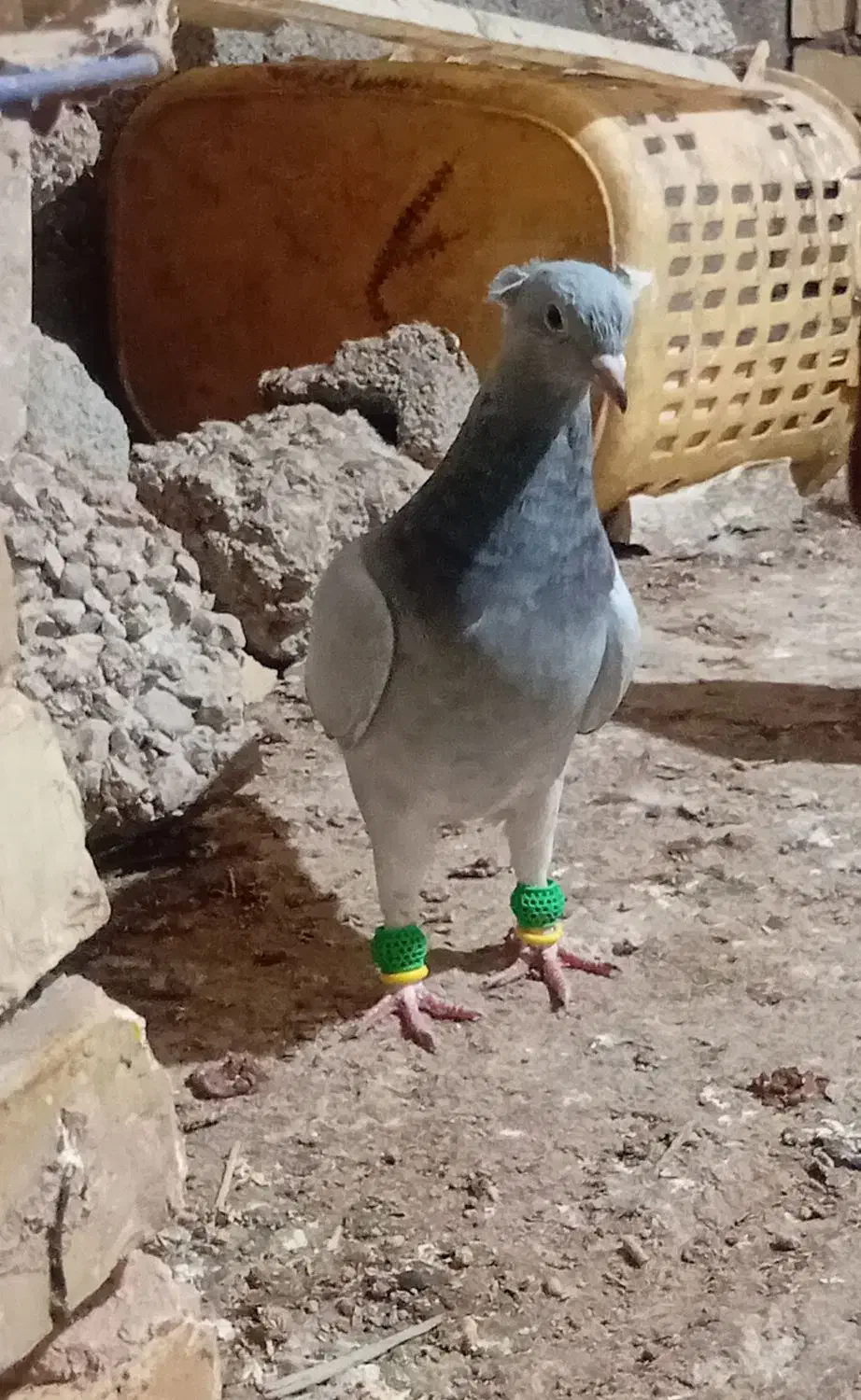 ماده چهی دمپاک|پرنده|شوشتر, |دیوار