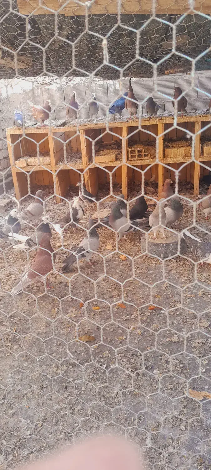 فروش کبوتر|پرنده|پیر بکران, |دیوار