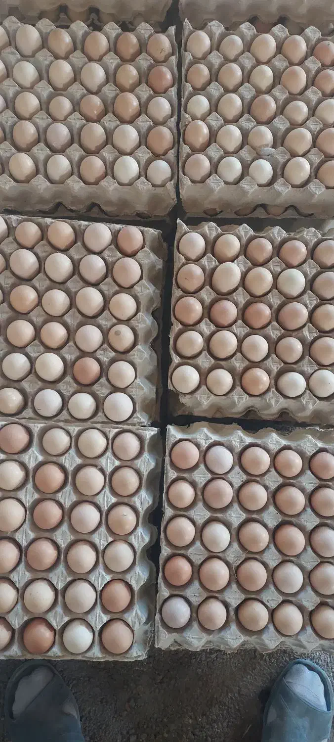 تخم مرغ محلی  ارگانیک  کت یومورتاسی|خوردنی و آشامیدنی|میانه, |دیوار