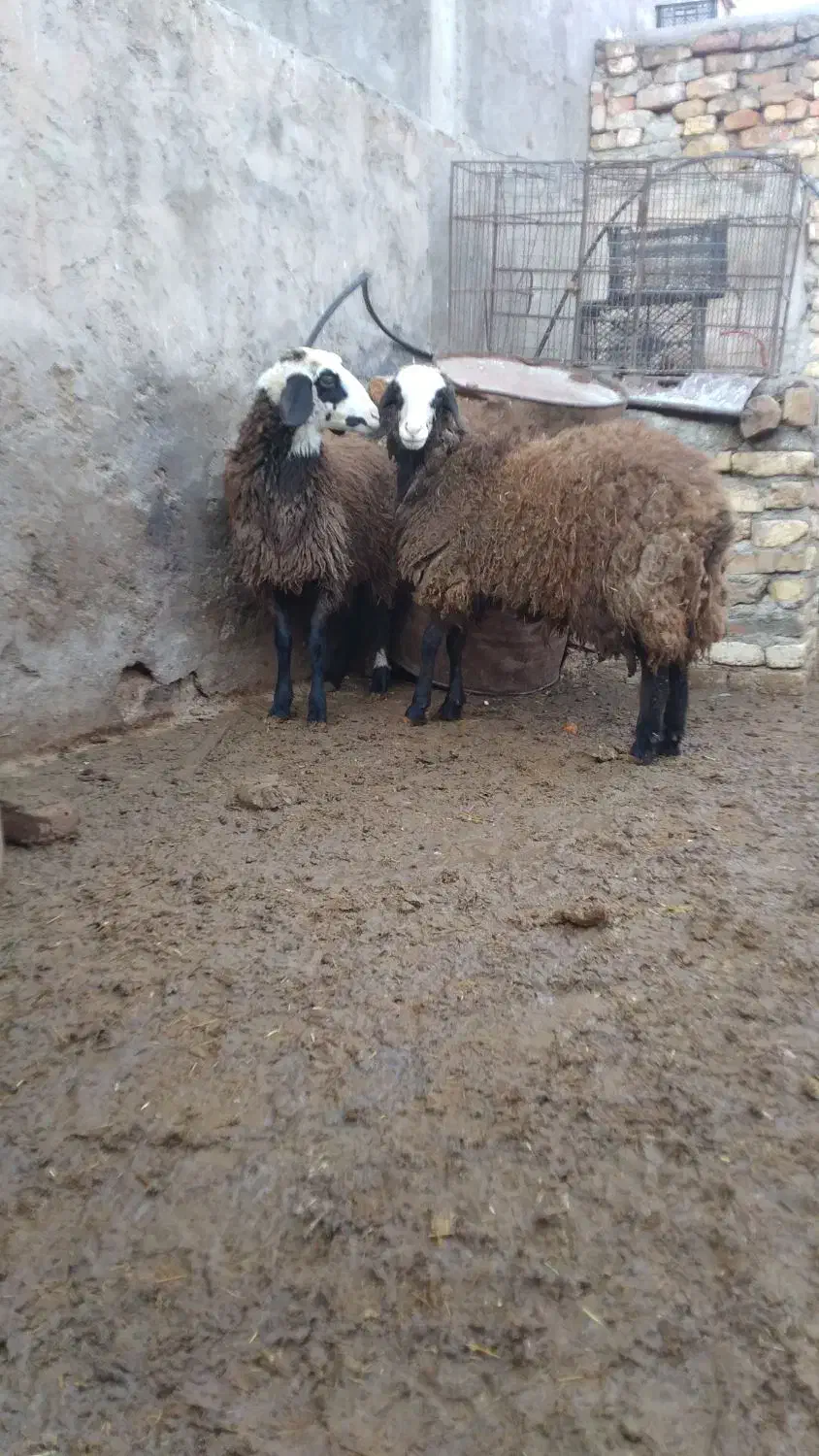 بره ماده شالی|حیوانات مزرعه|بوئین زهرا, |دیوار