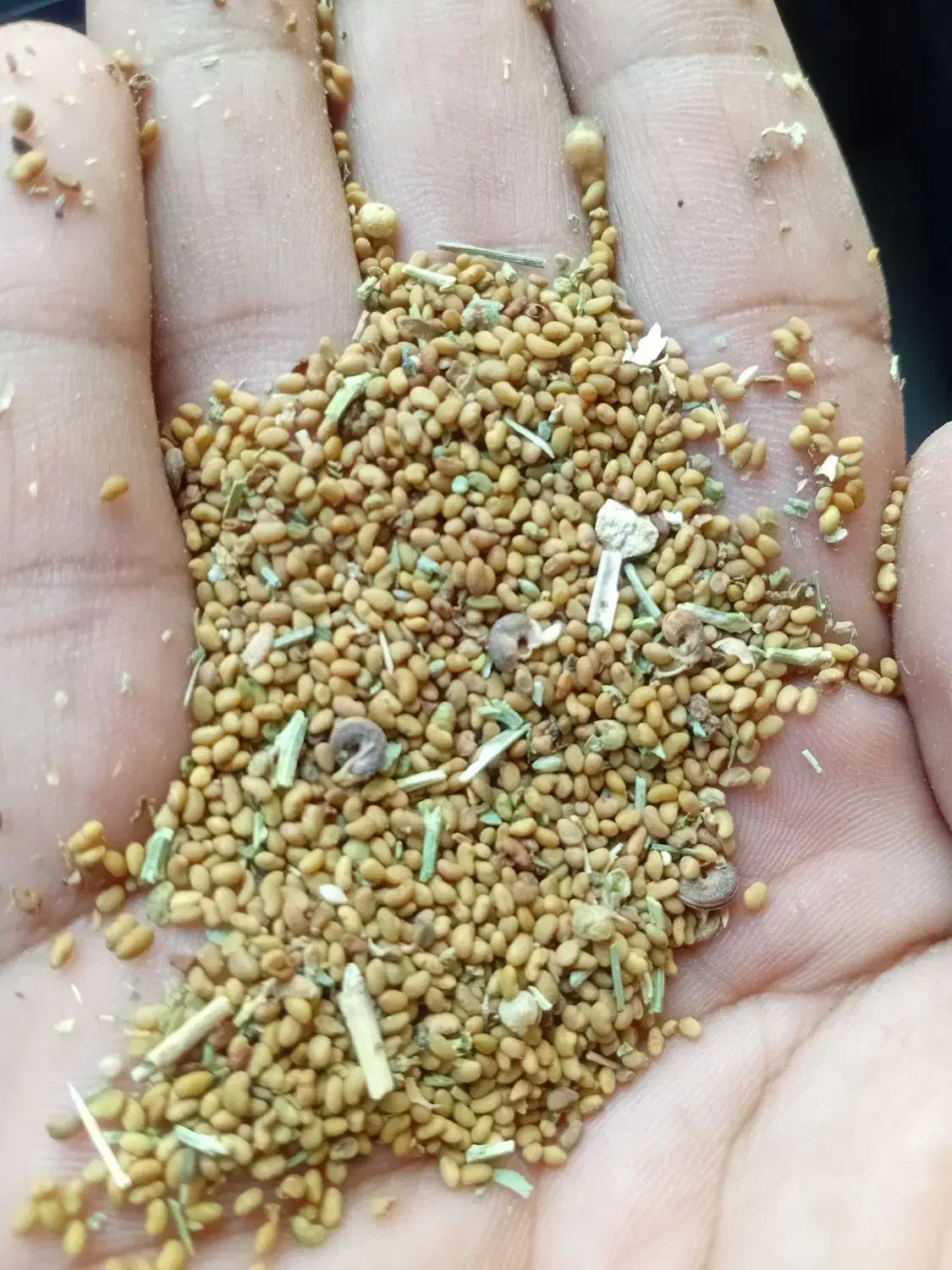 بذر یونجه محلی|گل و گیاه طبیعی|کهنوج, |دیوار