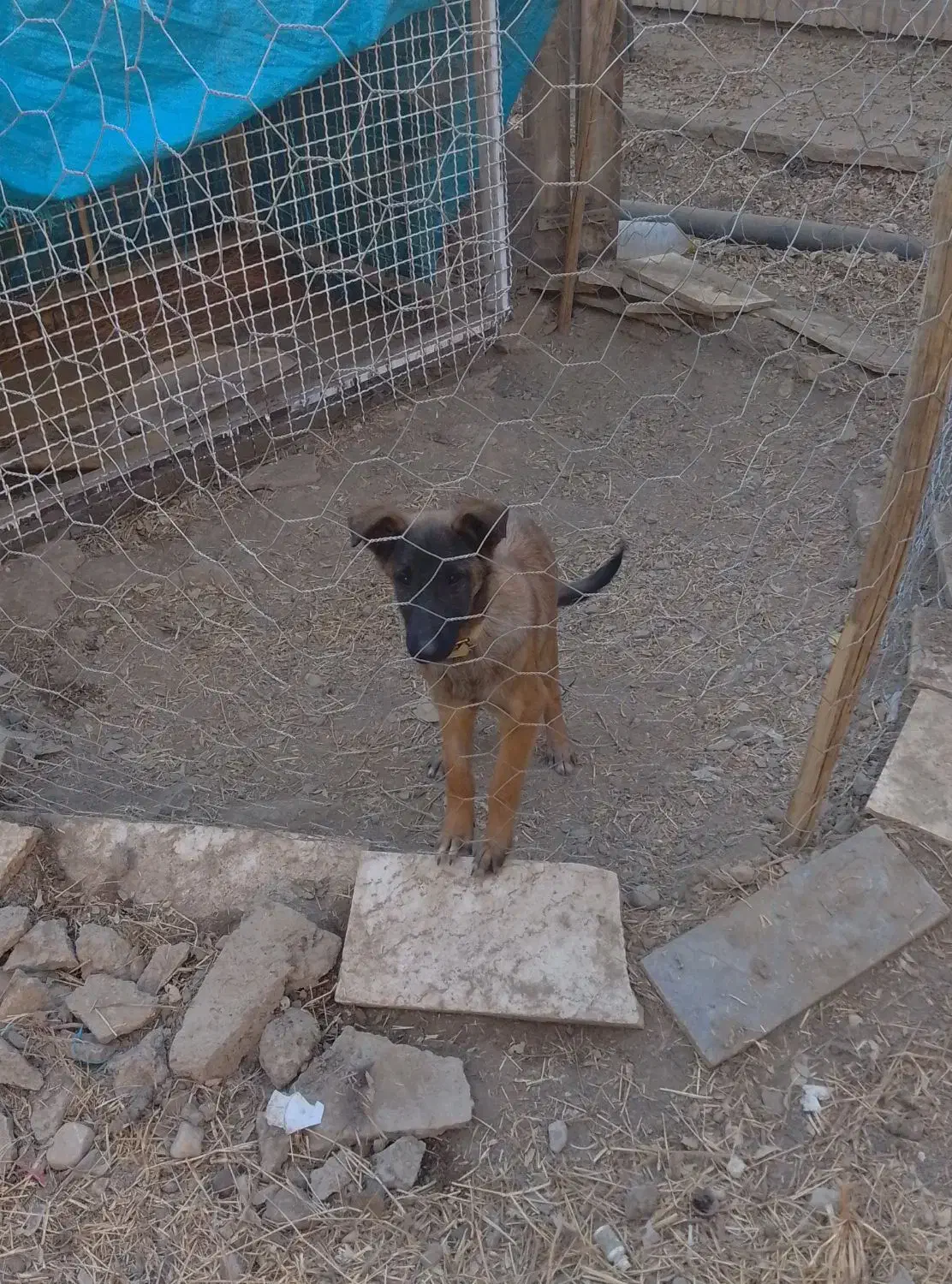 سگ مالینویز اصیل بلژیک|سگ|مشهد, چاهشک|دیوار