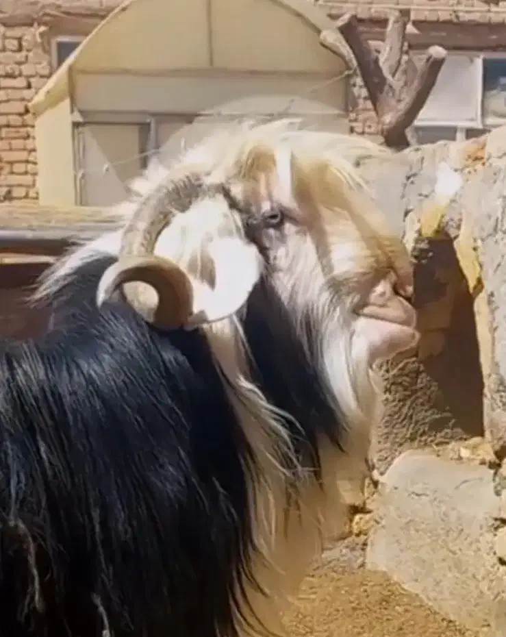 نر بز روزگاری بختیاری برای نسل کشی ودوبر|حیوانات مزرعه|اراک, |دیوار