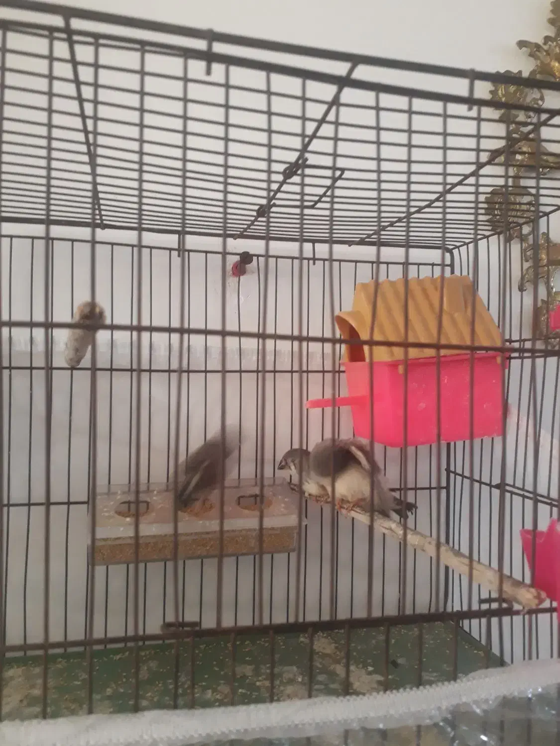 سلام ۳عدد فینج ۳ماهه دونخور وزرنگ|پرنده|تبریز, |دیوار