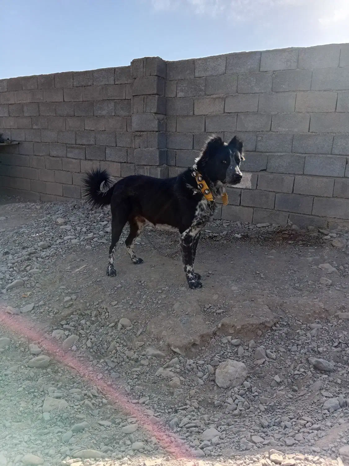 قدرجونی ۱۵ماهه|سگ|سده (خراسان جنوبی), |دیوار