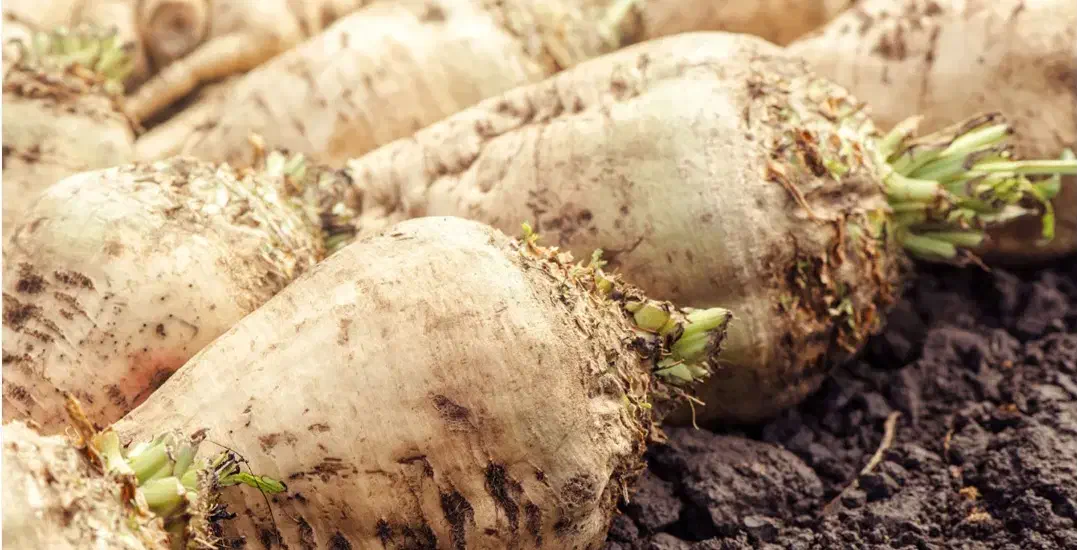 چغندر|حیوانات مزرعه|پلدشت, |دیوار