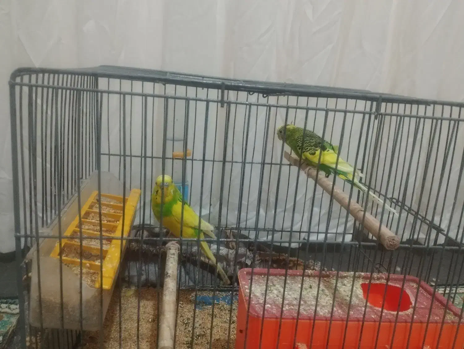 مرغ عشق|پرنده|سهند, |دیوار