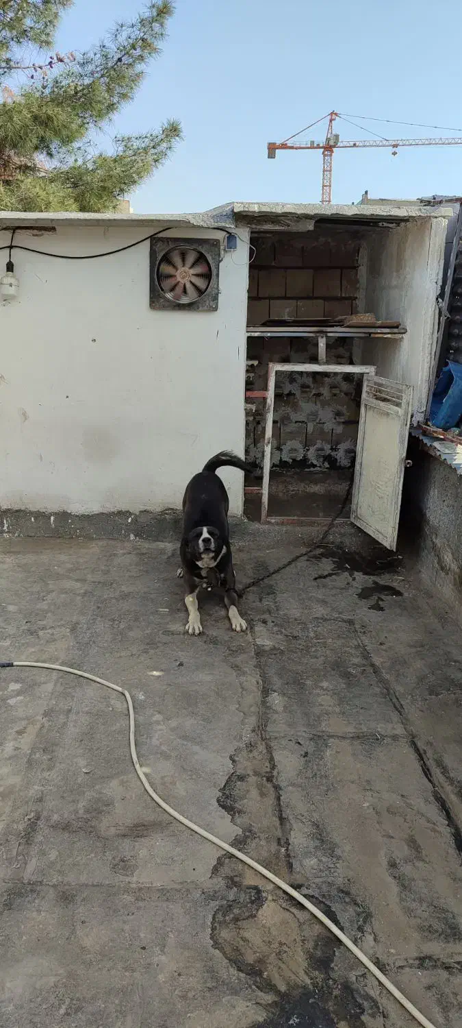 واگذاری سگ نگهبان|سگ|مشهد, حسابی جنوبی (شهرک غرب)|دیوار