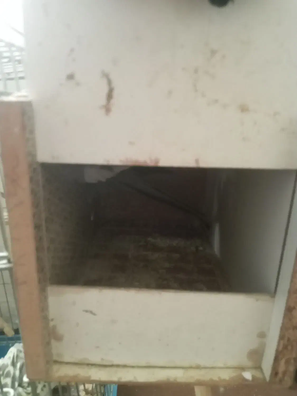 عروس هلندی مولد|پرنده|بروجرد, |دیوار