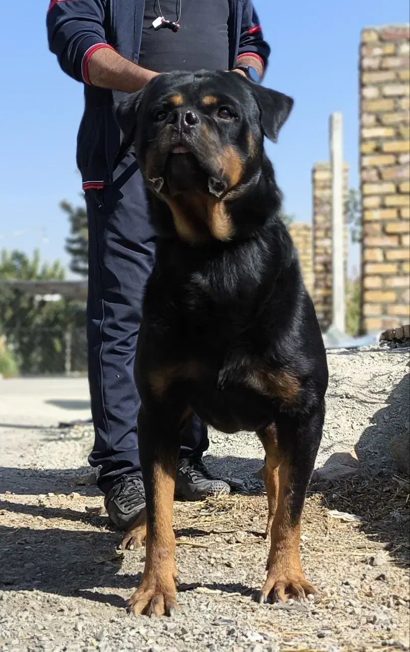 سگ روتوایلر اصیل توله سگ روتوایلر از نسل وارداتی|سگ|تهران, سعادت‌آباد|دیوار