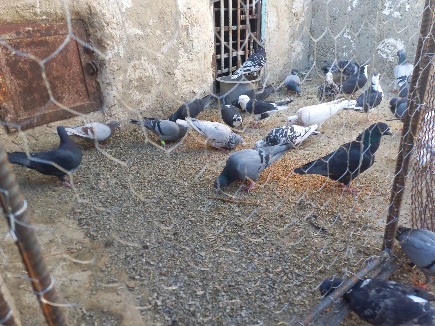 کبوتر فروشی|پرنده|سراوان, |دیوار