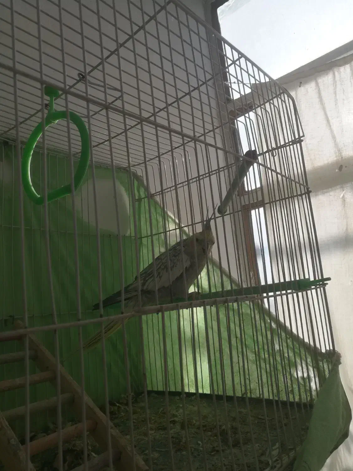 عروس هلندی ماده|پرنده|آمل, |دیوار