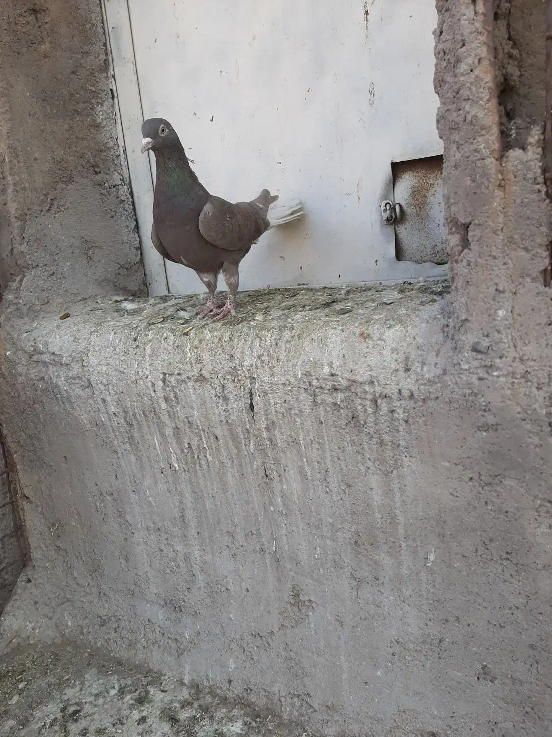 طوقی دمسفید|پرنده|رفسنجان, |دیوار