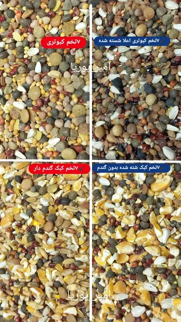 انواع دان ۷تخم کبک کبوتر پرنده و ملزومات|لوازم جانبی حیوانات|سنندج, |دیوار