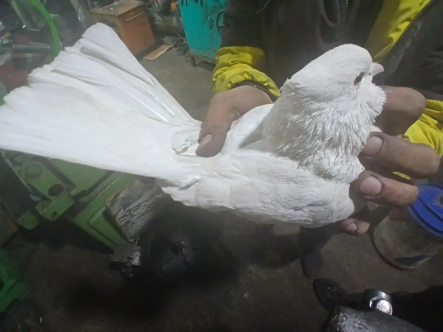 کبوتر تهرانی|پرنده|آذرشهر, |دیوار