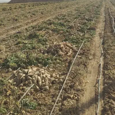 چغندر قند و تفاله|خدمات باغبانی و درختکاری|قوچان, |دیوار