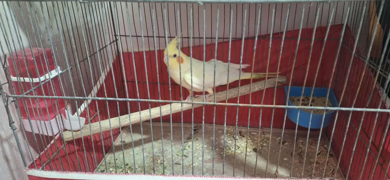 عروس هلندی و2 عدد مرغ عشق|پرنده|نسیم‌شهر, |دیوار