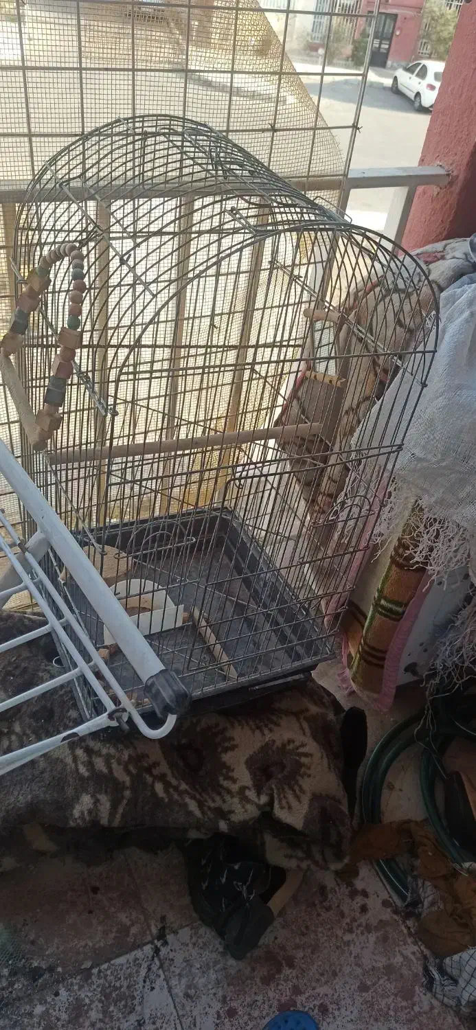 قفس|لوازم جانبی حیوانات|پرند, فاز ۵|دیوار