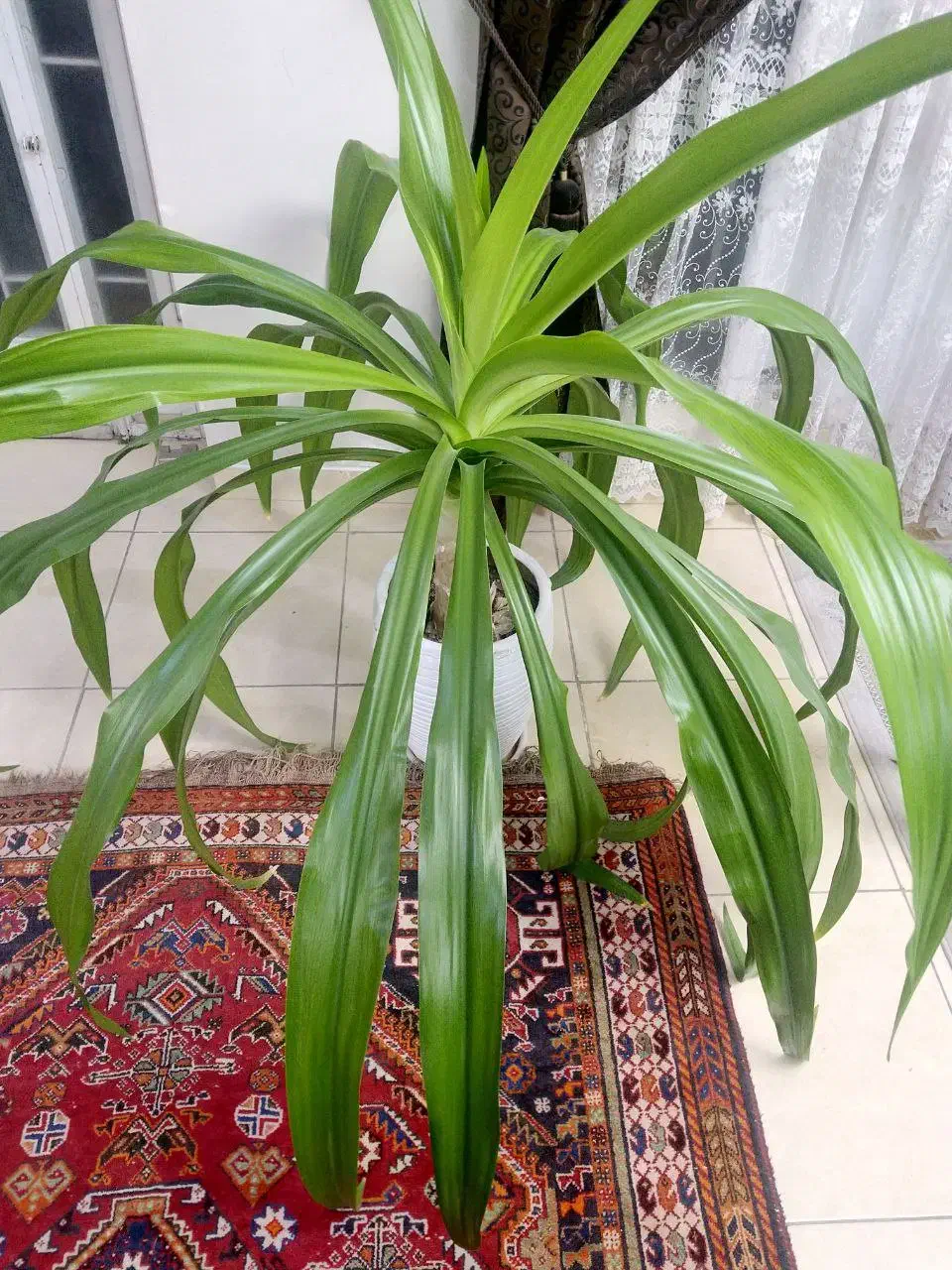 گل برگ ذرتی|گل و گیاه طبیعی|شیراز, تحویلی|دیوار