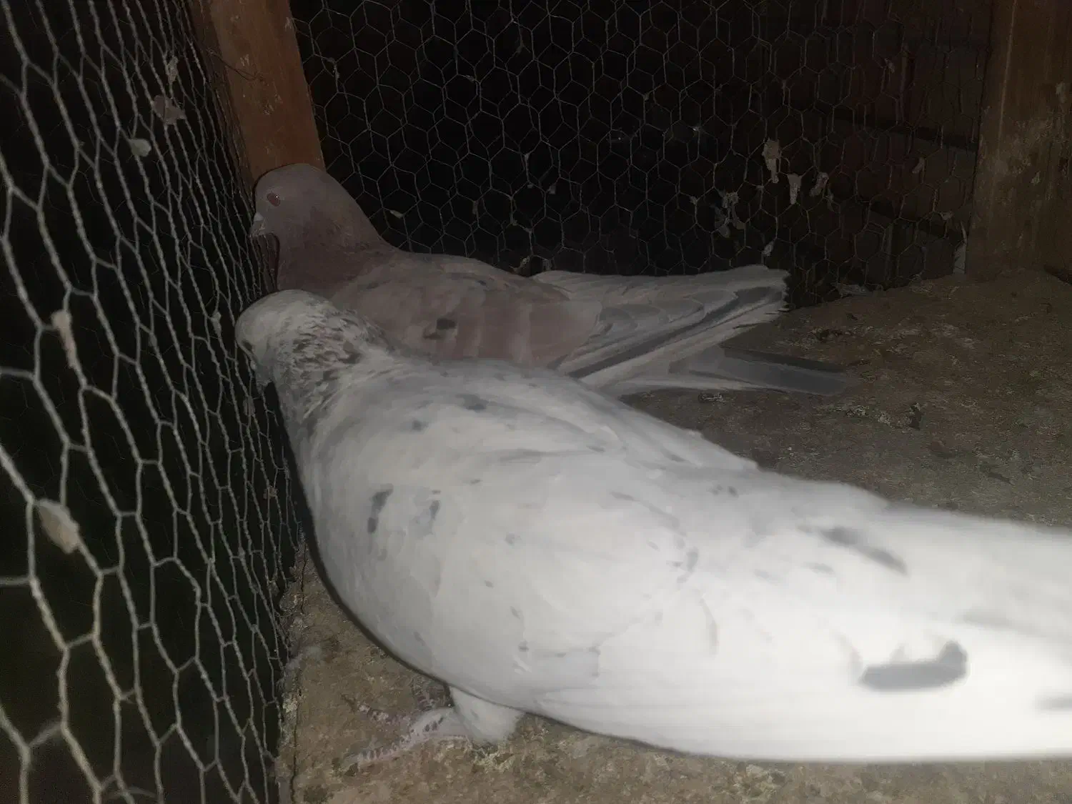 ۵جفت قناری|پرنده|کاشان, باغ ماجد|دیوار