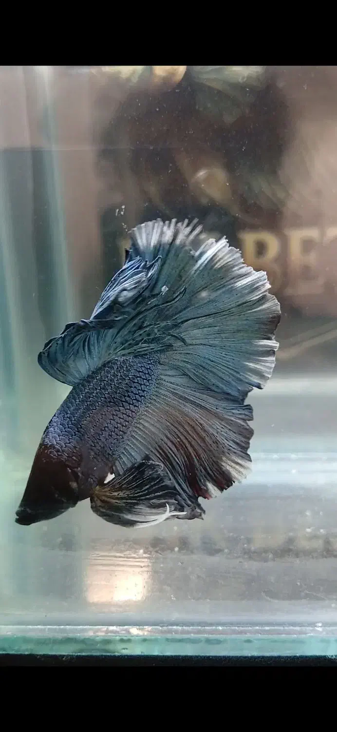 فروش ماهی فایتر هالفمون وارداتی|ماهی|تهران, سلسبیل جنوبی|دیوار