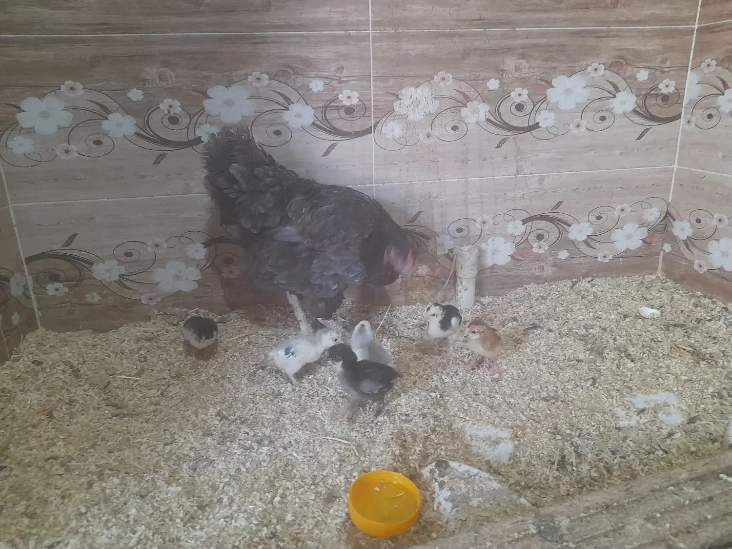 فروش جوجه های گلین و سلطان و بارگ مرغ و خروس|حیوانات مزرعه|شیراز, شهرک صنعتی شیراز|دیوار