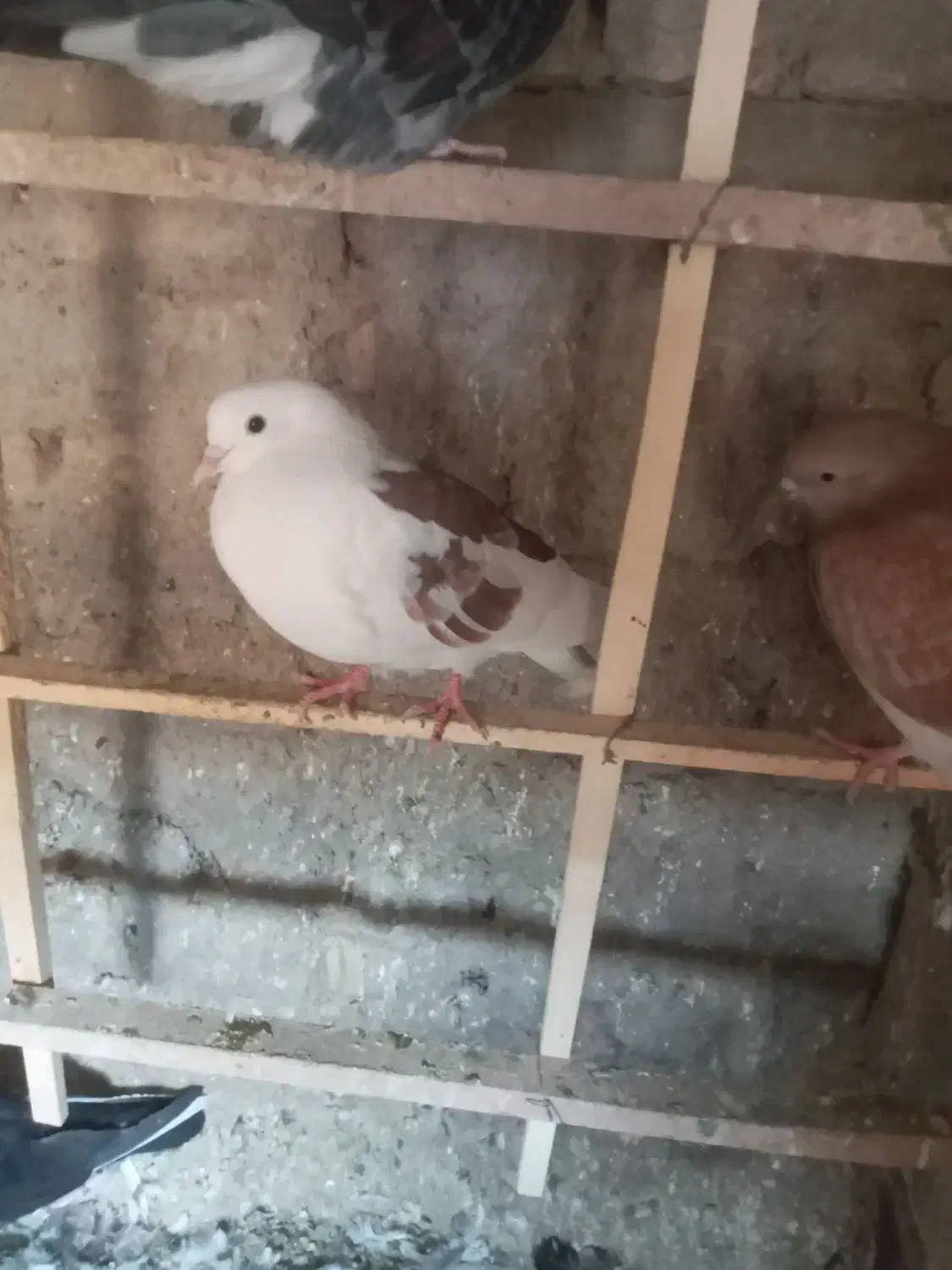 کبوتر،کفتر فروشی|پرنده|چهاردانگه (تهران), |دیوار