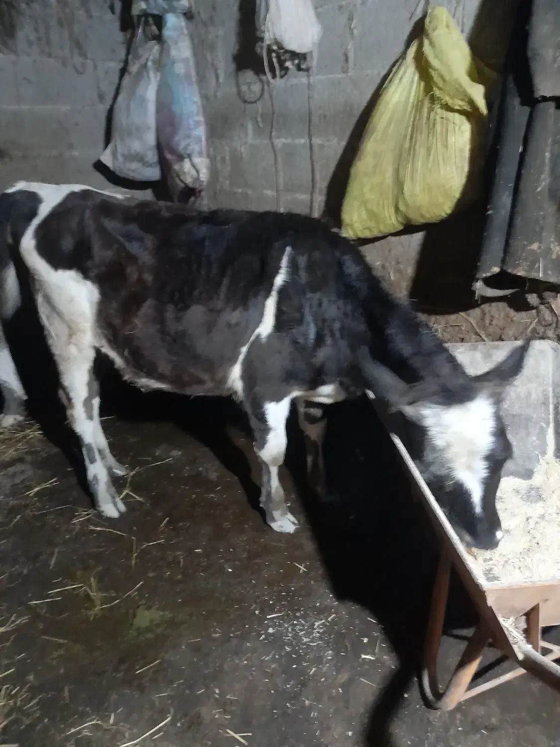 لیشه دورگ|حیوانات مزرعه|رشت, آب آسیاب|دیوار