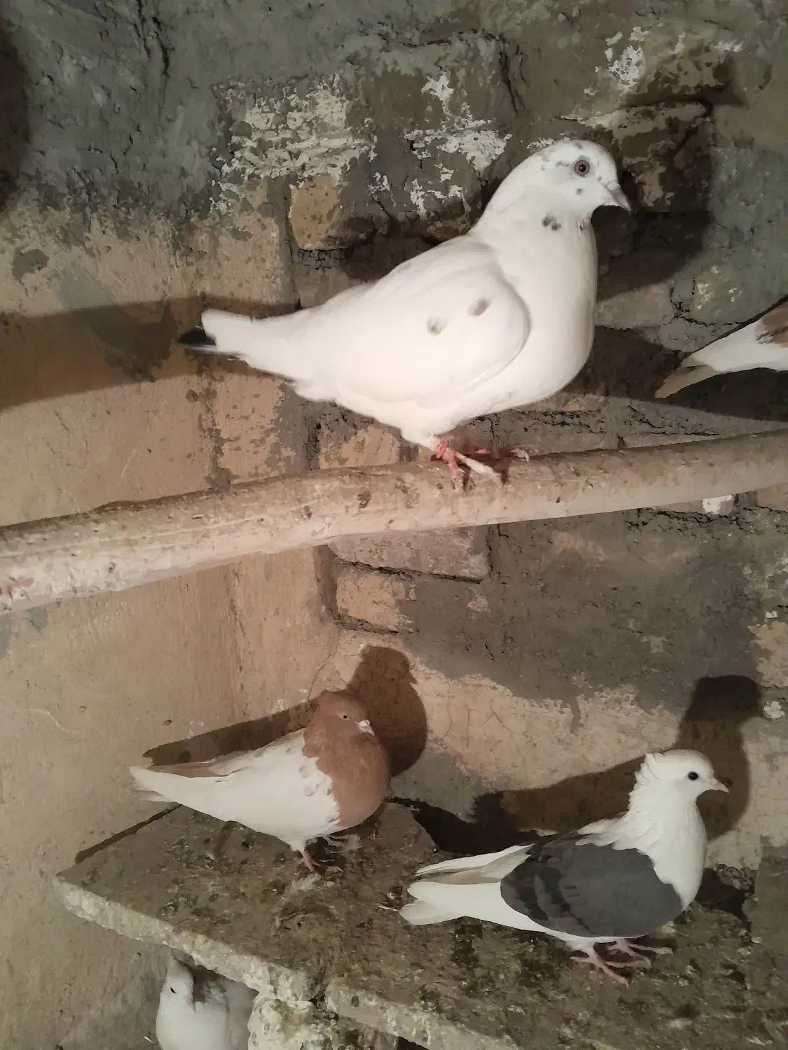 چنتا کفتر برا فروش نرم نرم هستن|پرنده|بروجرد, |دیوار