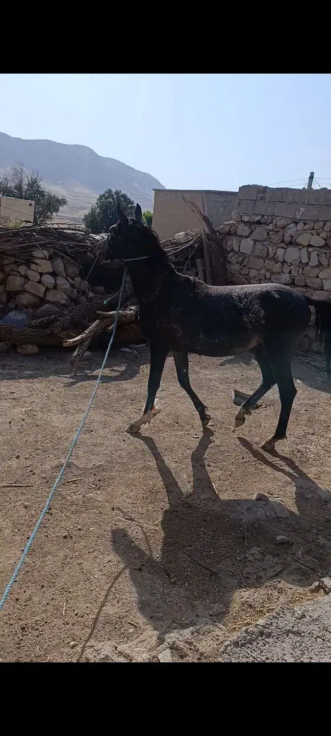 کره اسب فروشی. کرد اصیل|حیوانات مزرعه|گیلان غرب, |دیوار