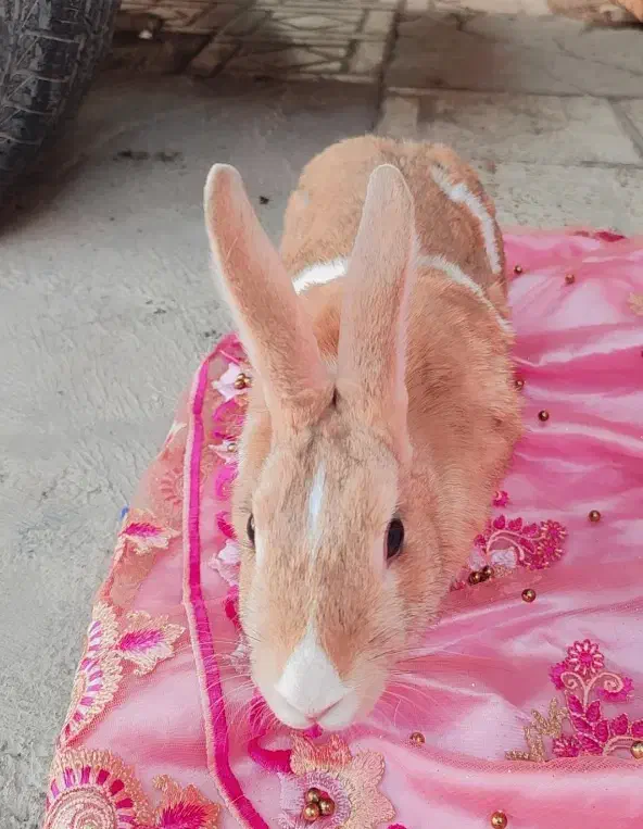 واگذاری رایگان خرگوش ماده|موش و خرگوش|فلاورجان, |دیوار