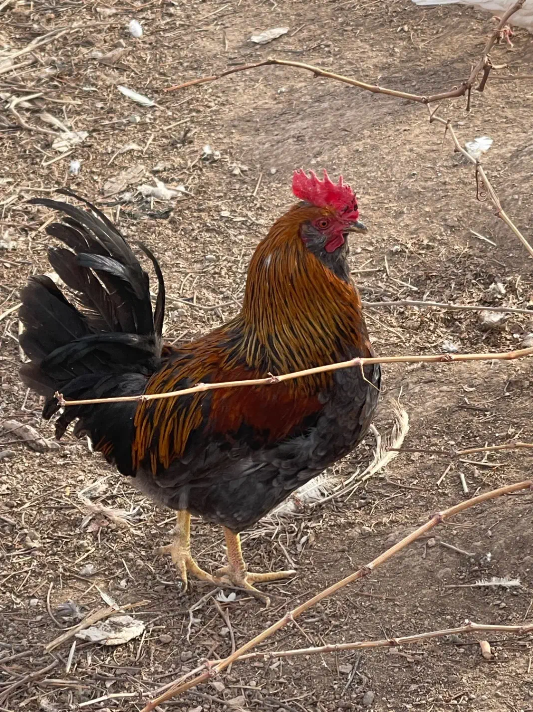 خروس گلین|حیوانات مزرعه|رباطکریم, الارد|دیوار