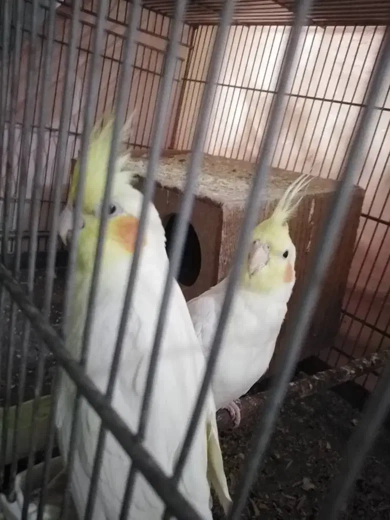 جفت عروس هلندی|پرنده|هشتگرد, هشتگرد قدیم|دیوار