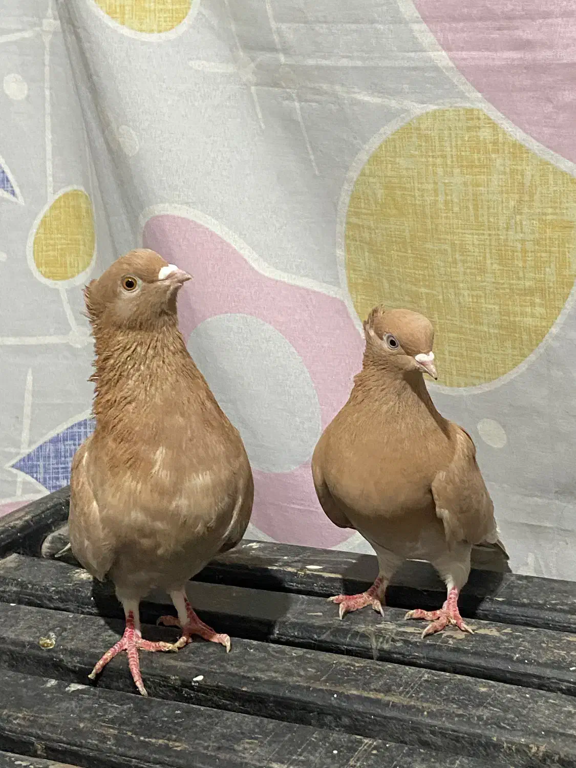 کبوتر زرد اجری|پرنده|پل سفید, |دیوار