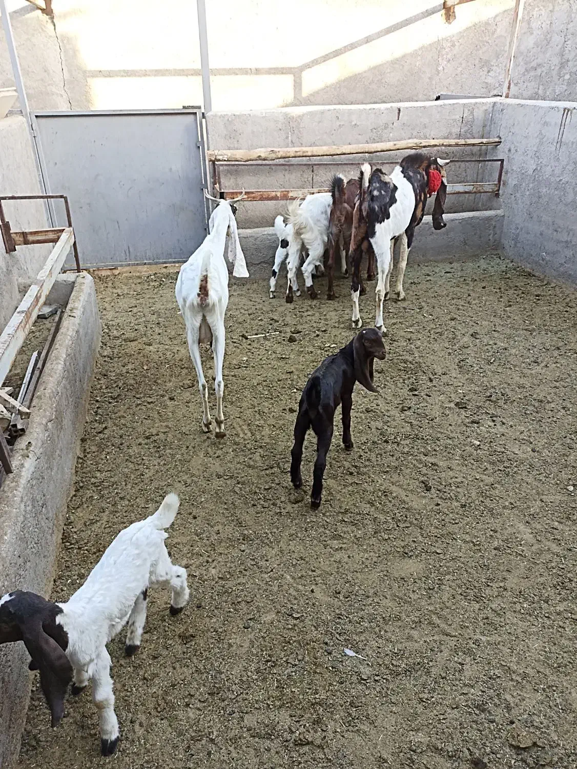 بزپاکستانی|حیوانات مزرعه|قم, بوستان جوان|دیوار