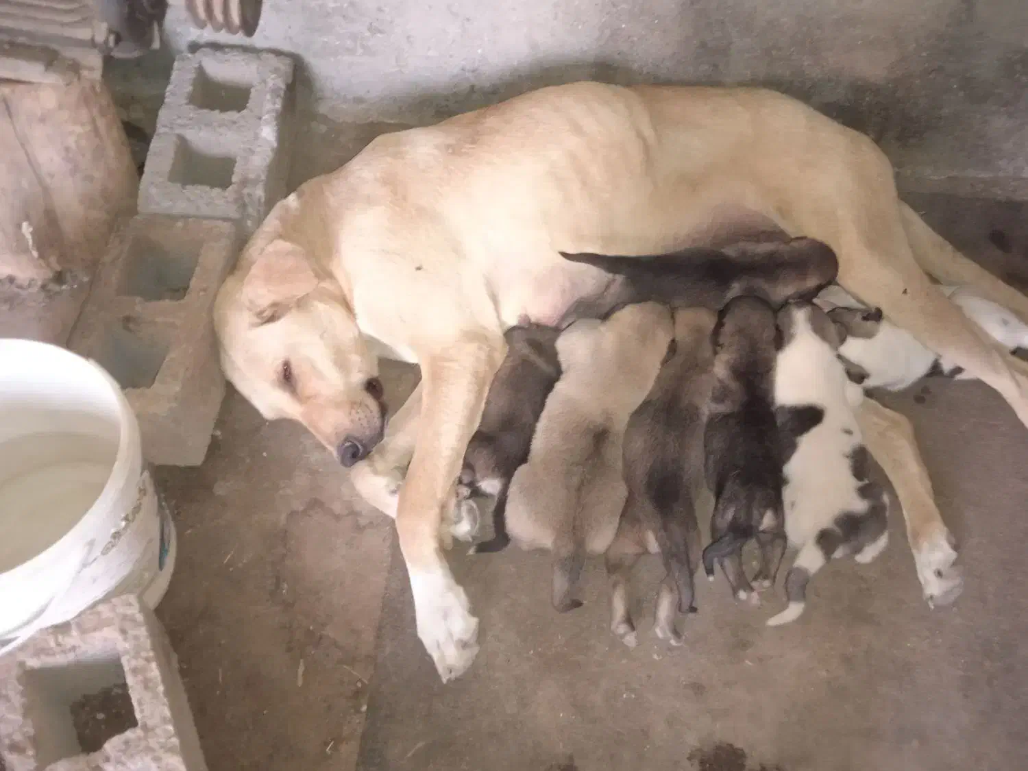 واگذاری ماده شکم طلا|سگ|هشترود, |دیوار