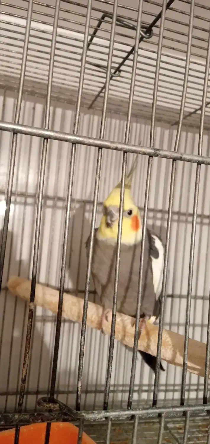 عروس هلندی مولد با جوجه|پرنده|رباطکریم, نصیرشهر|دیوار