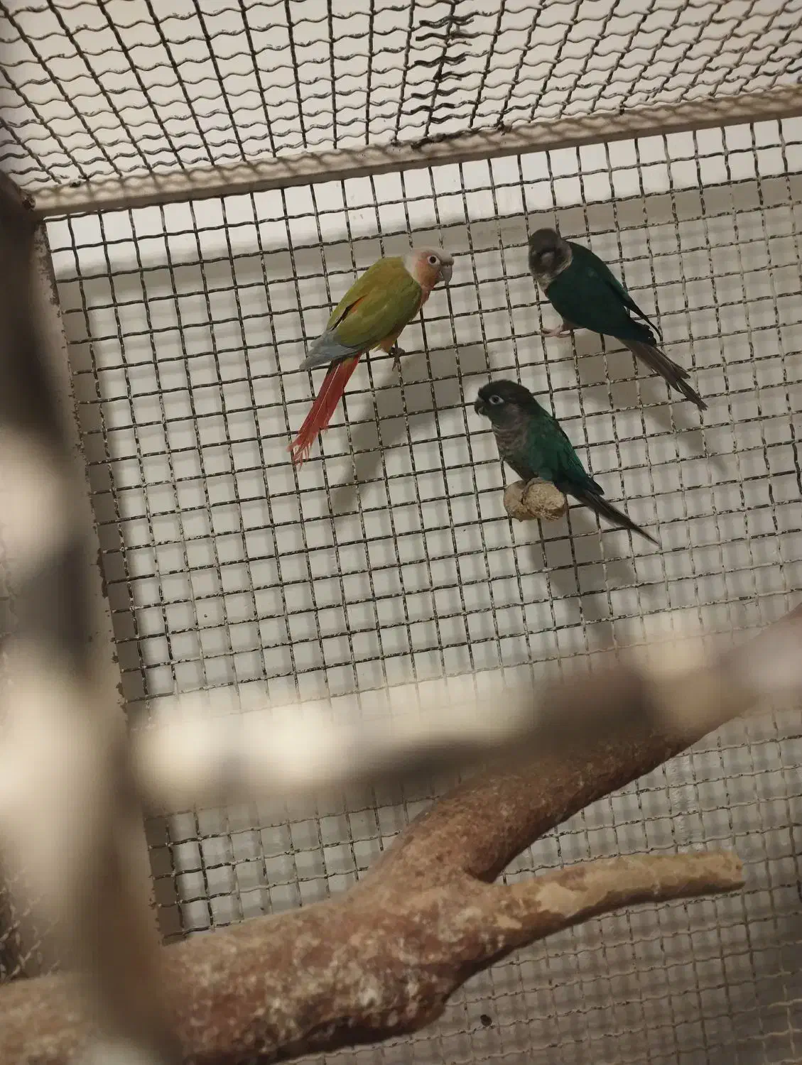 با سلام فروش گرینچک نره کار داد ضمانتی|پرنده|ایرانشهر, |دیوار