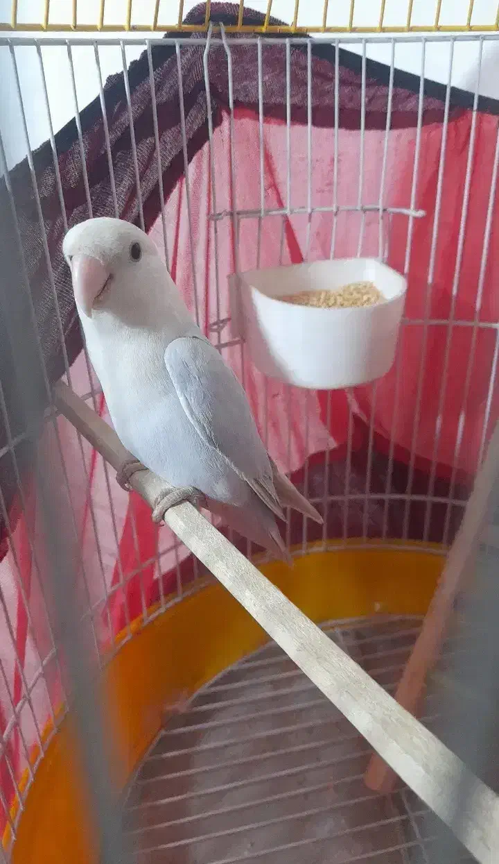 طوطی برزیلی آبی|پرنده|ری, دیلمان|دیوار