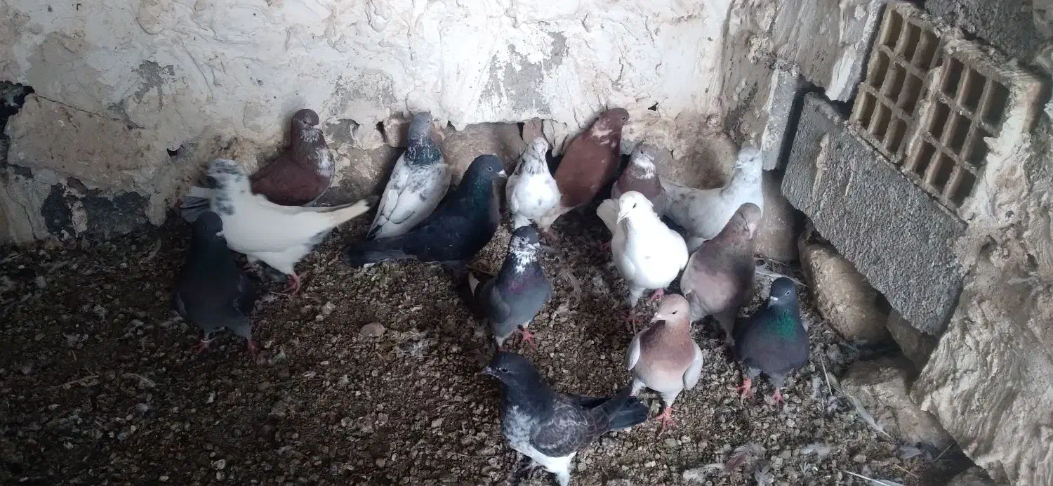 کبوتر|پرنده|مشگین شهر, |دیوار