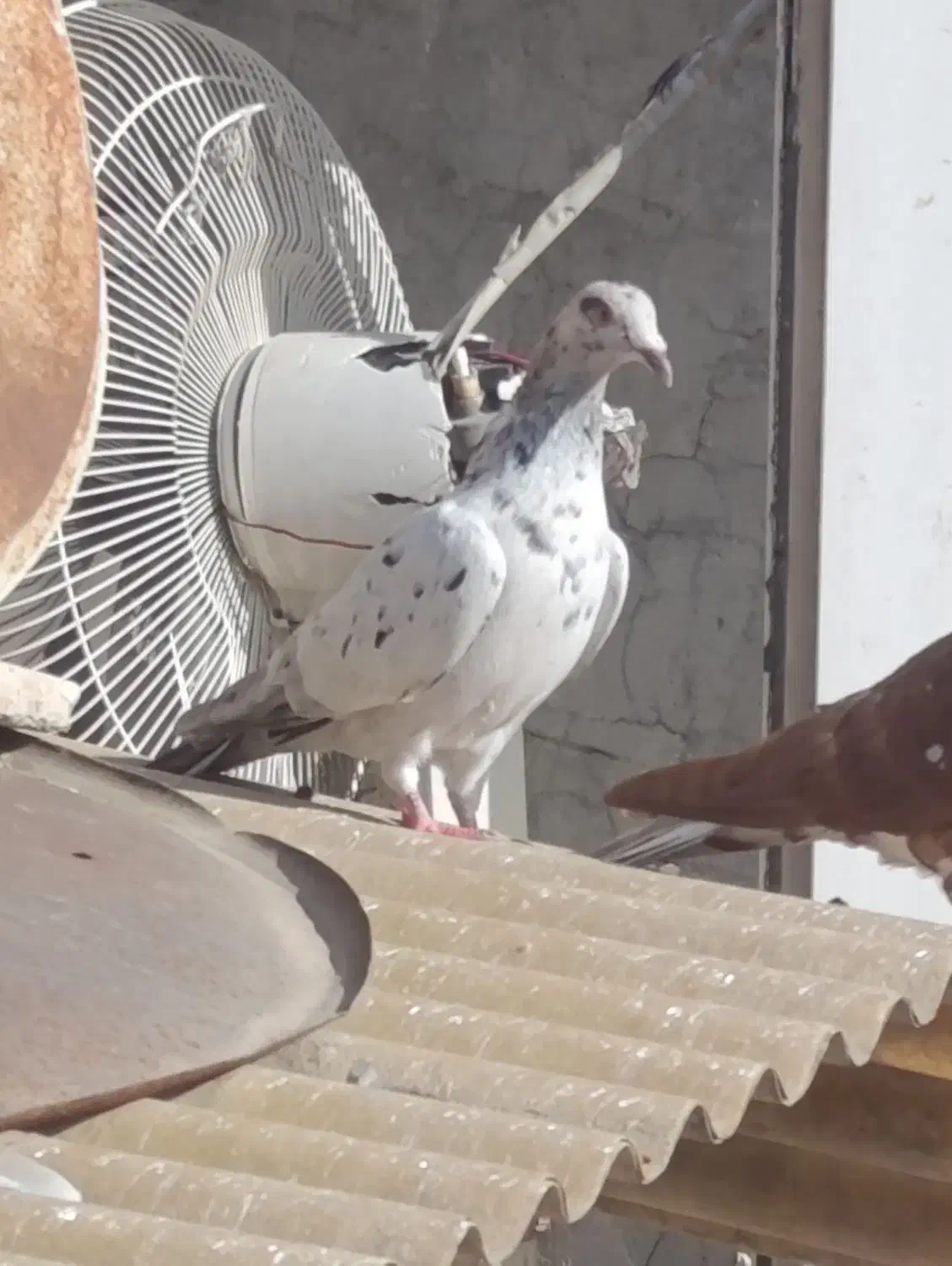 جفت کوهی|حیوانات|اهواز, منبع اب|دیوار