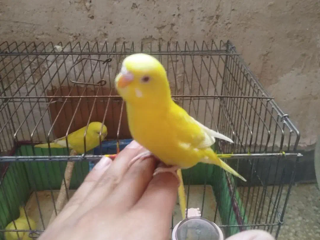 مرغ عشق مولد با جوجه|پرنده|شاهینشهر, خانه کارگر|دیوار