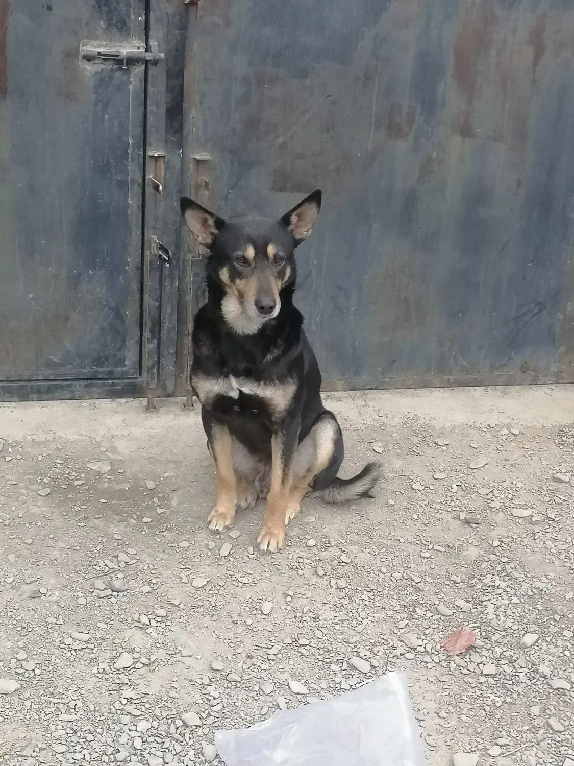 سگ گرگی|سگ|شاندیز, |دیوار