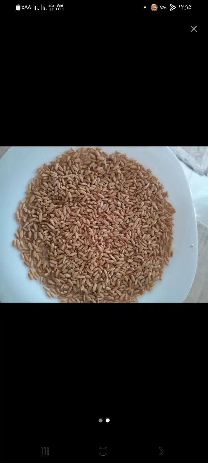 گندم|لوازم جانبی حیوانات|نورآباد, |دیوار