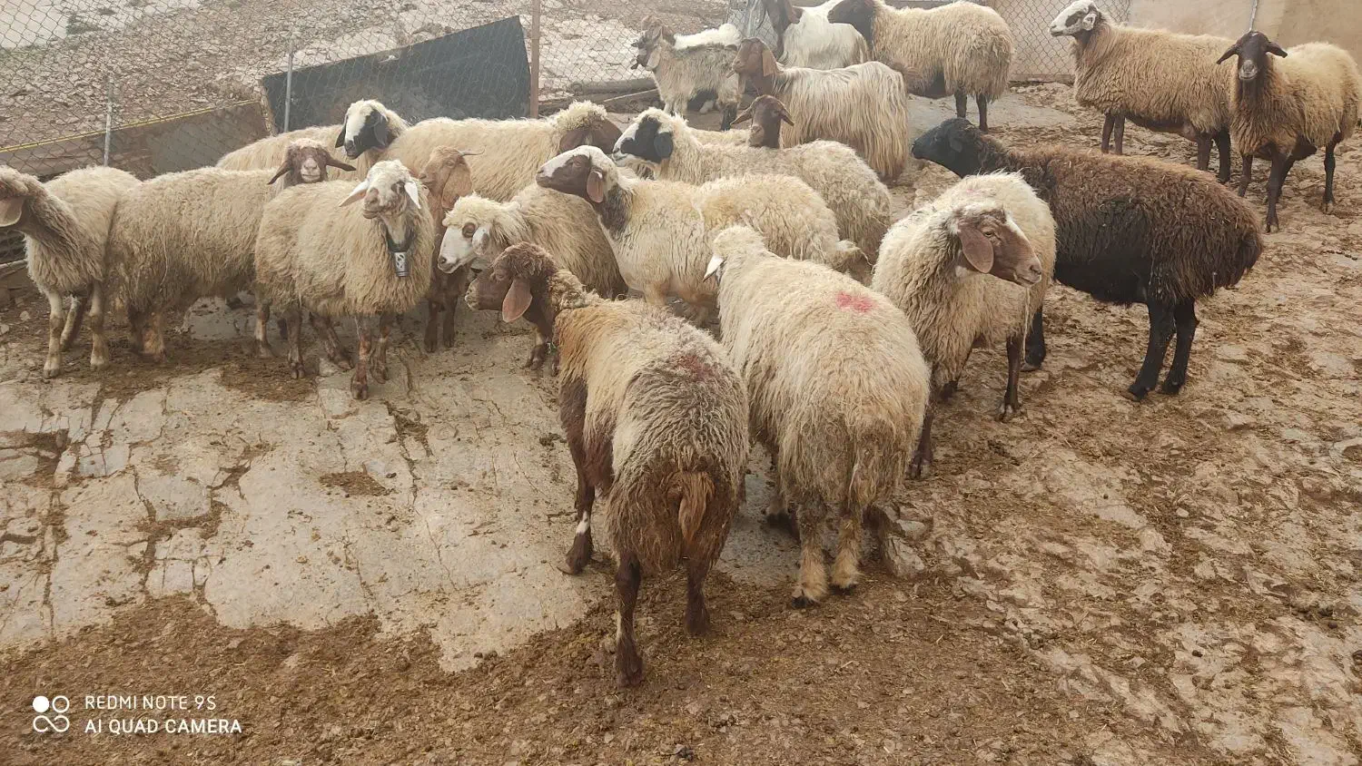 گوسفند وشیشک وبز وتی بز چاق کشتاری روغنی|حیوانات مزرعه|خرمآباد, |دیوار