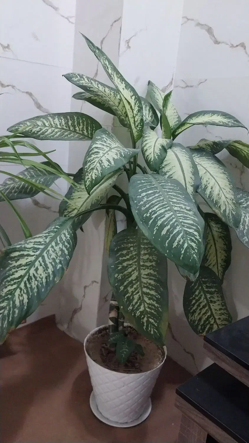 گل دیفن باخیا|گل و گیاه طبیعی|شیراز, شهرک مدرس|دیوار