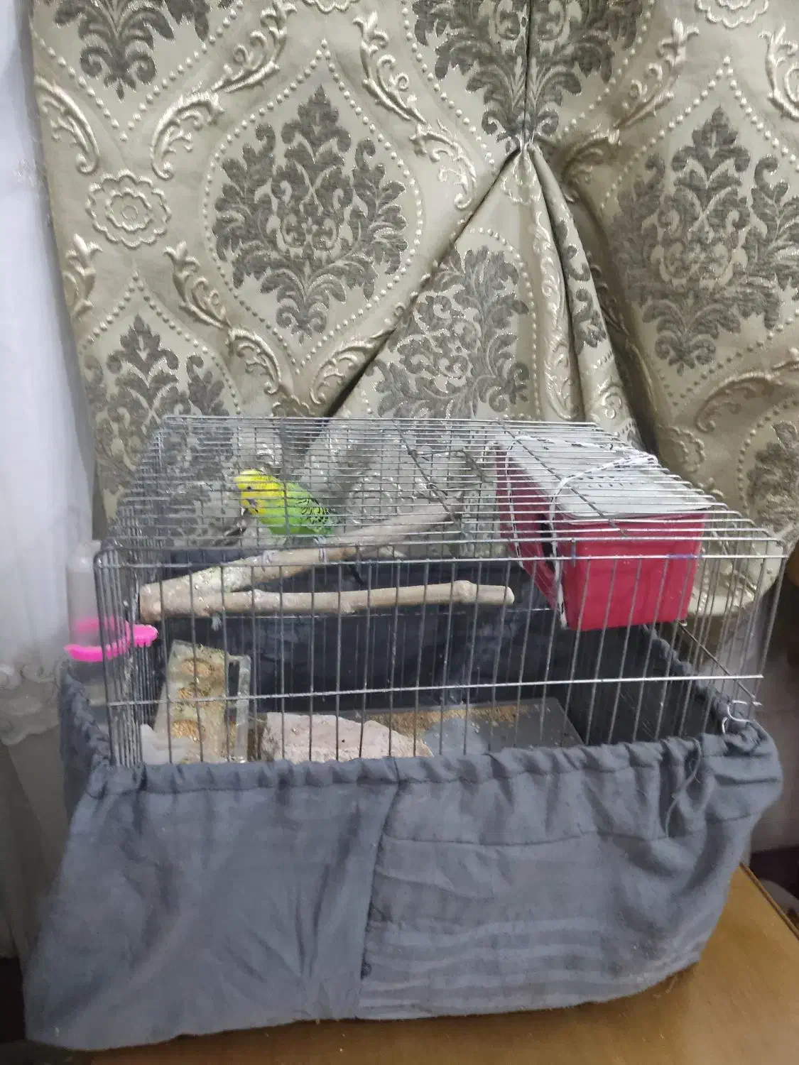 مرغ عشق نرباقفس نوبالانه فروش فوری نیازمالی|پرنده|اقبالیه, |دیوار