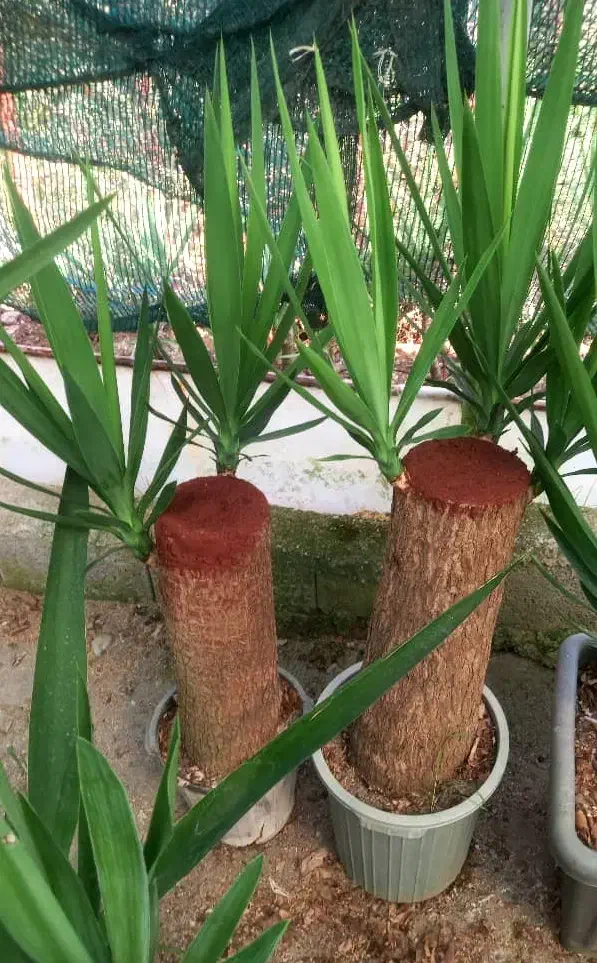 گلخانه تخصصی گیاهان آپارتمانی با ضمانت سلامت|گل و گیاه طبیعی|شیراز, پشم شیشه|دیوار