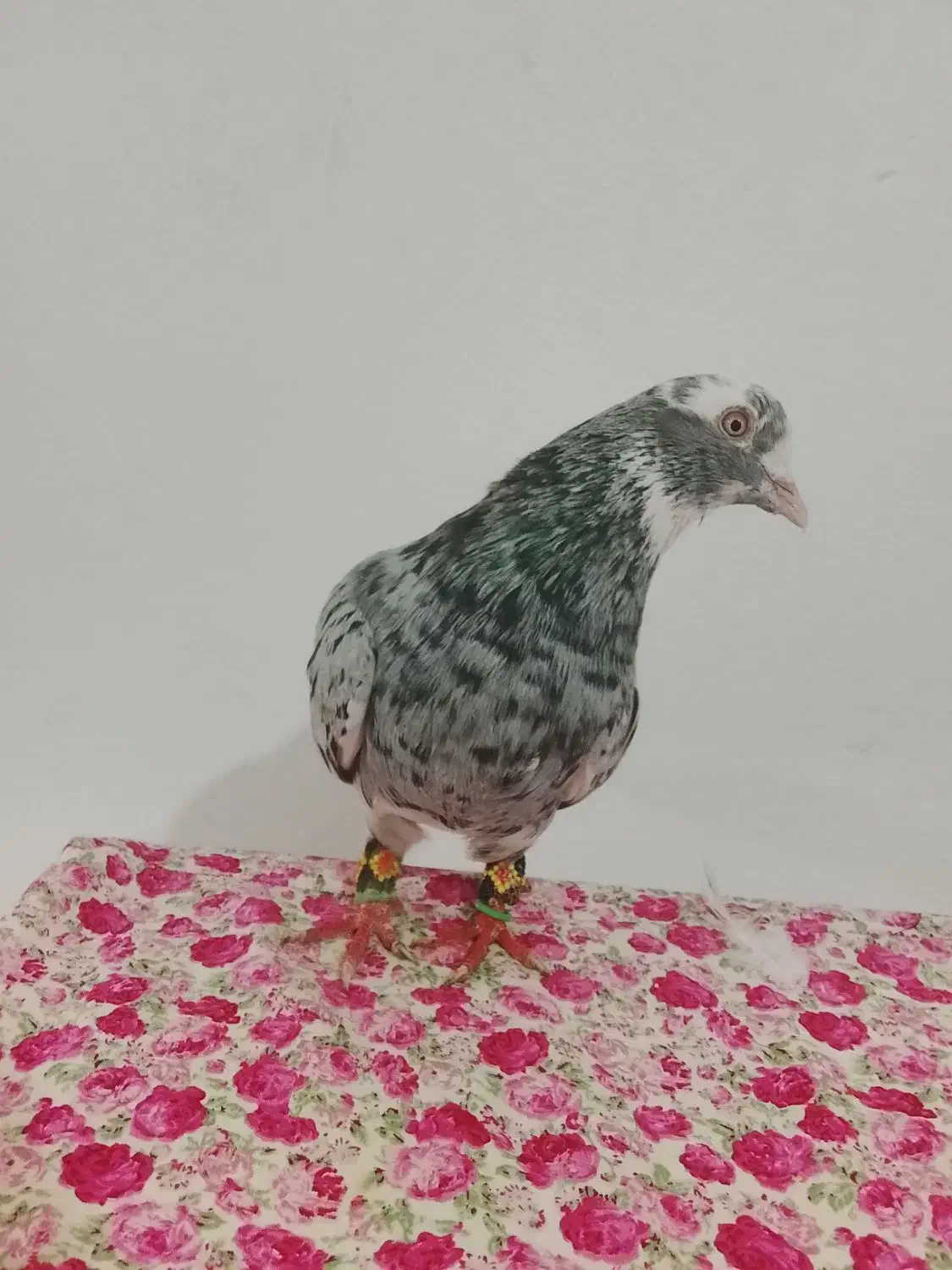 کبوتر|پرنده|کرمانشاه, |دیوار