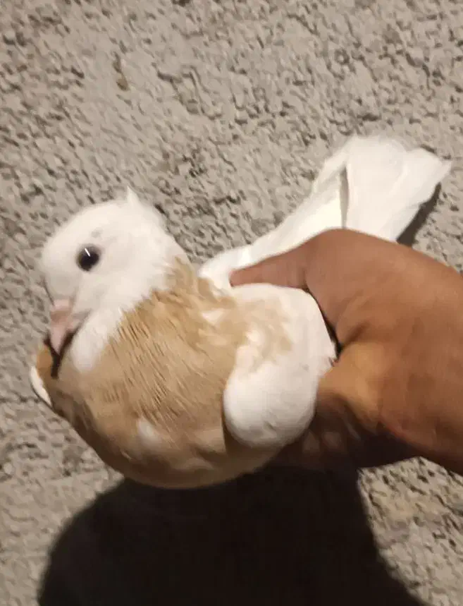 طوقی|پرنده|سیوان, |دیوار